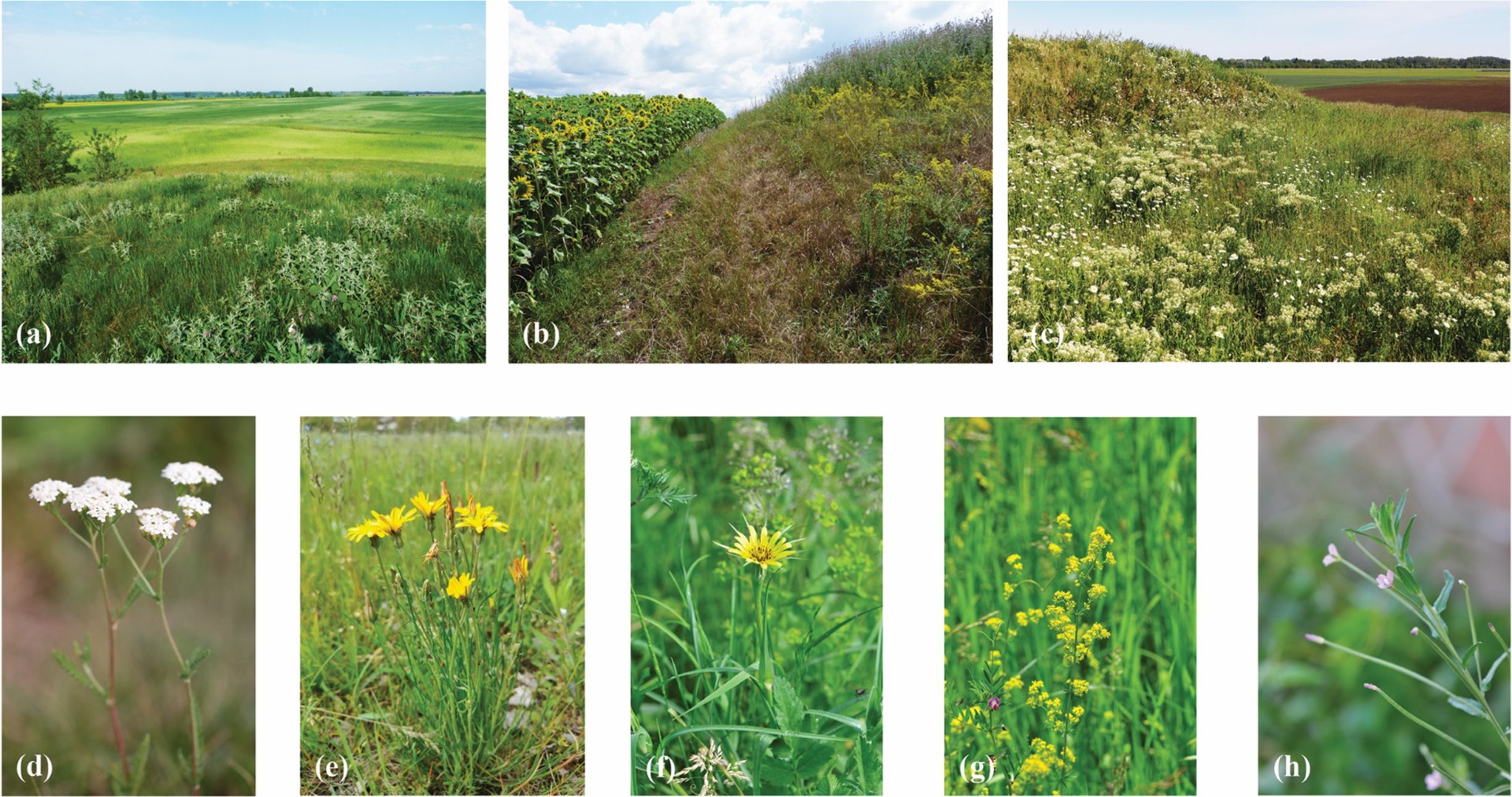 (a) Kurgan with a pristine grassland, (b) old field and (c) young fallow; The most frequent grassland-related medicinal plants on kurgans: (d) Achillea collina (102 mounds), (e) Podospermum canum (79 mounds), (f) Tragopogon dubius (66 mounds), (g) Galium verum (64 mounds), (h) Epilobium tetragonum (42 mounds) (photos by Balázs Deák a, b, c, d and Attila Lengyel e, f, g, h).