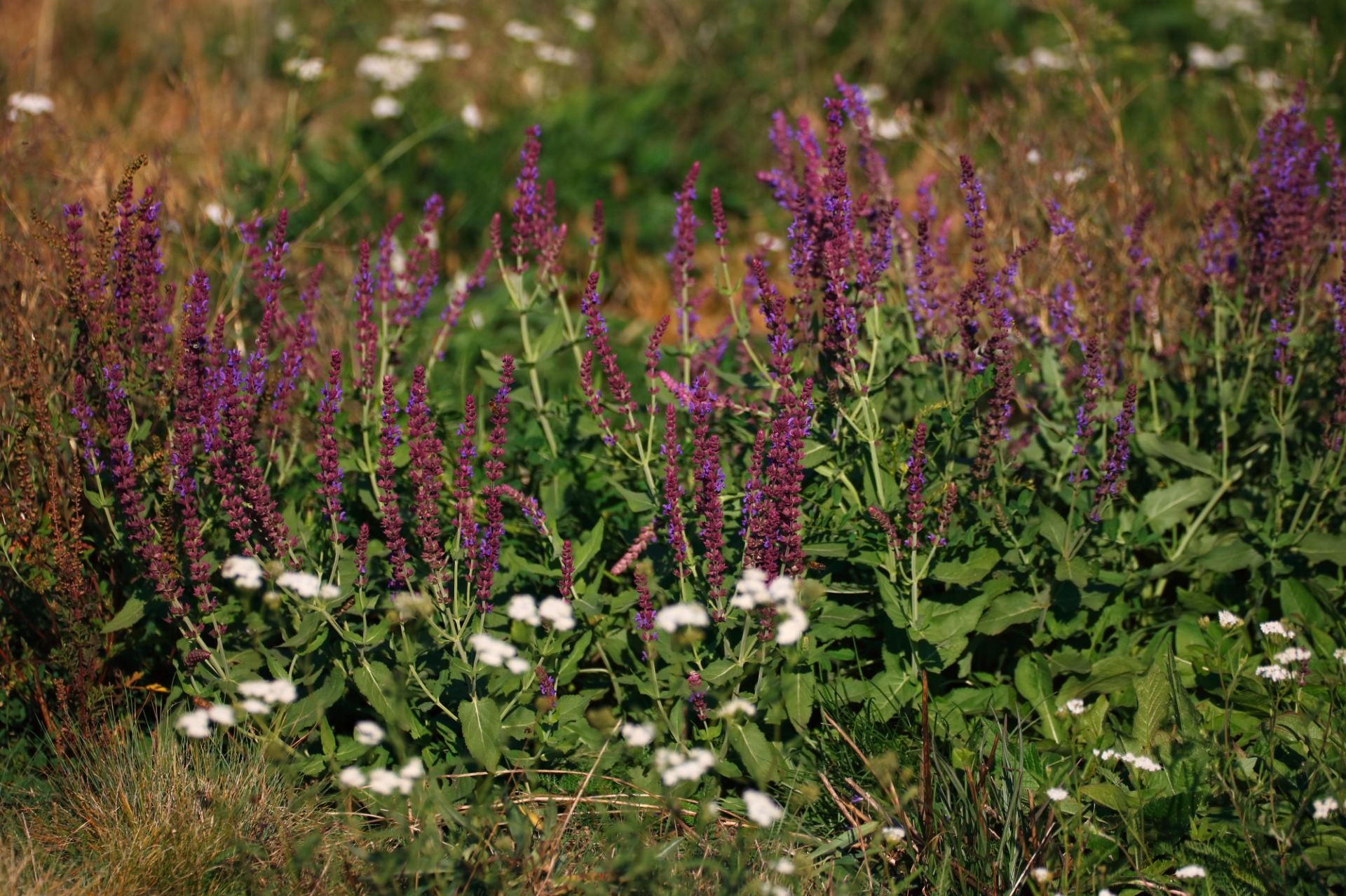 Restored grassland with large cover of Salvia nemorosa - before ploughing