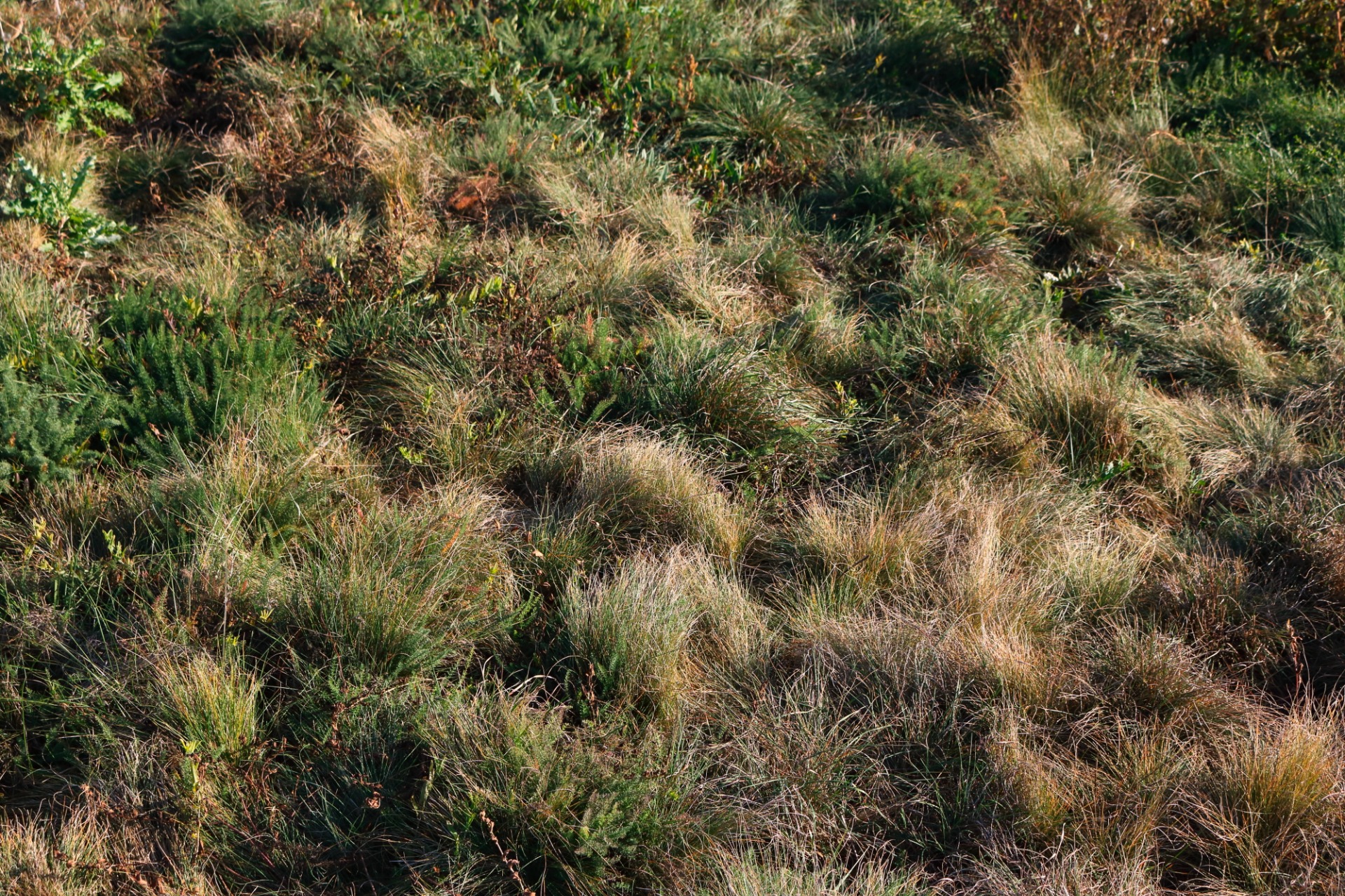 Grassland restored by grass seed sowing - before ploughing.