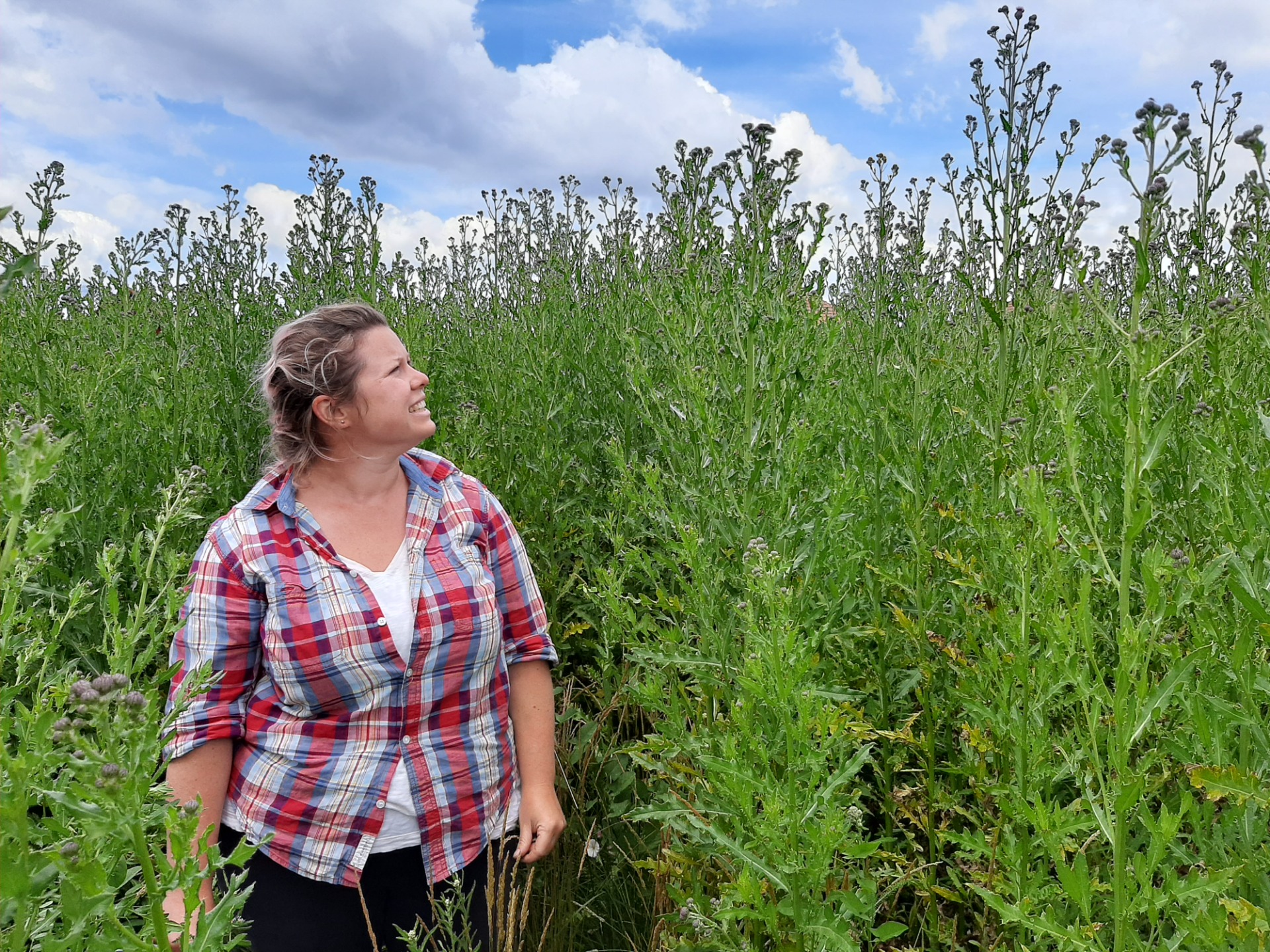 The maintenance of this experiment was highly demanding, sometimes mowing was very challenging