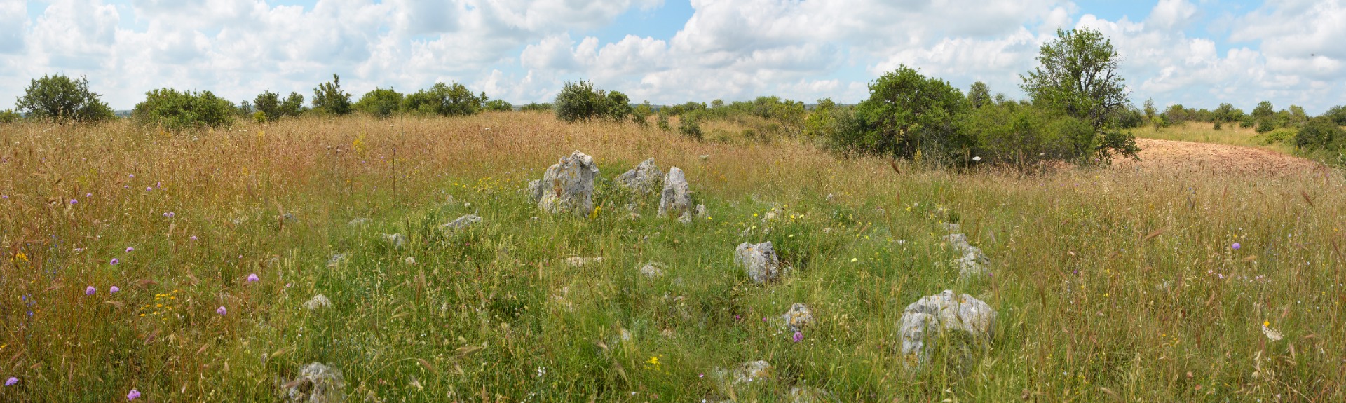 This picture shows very nicely the striking differences between the vegetation of the stone mound and the surrounding grassland matrix.