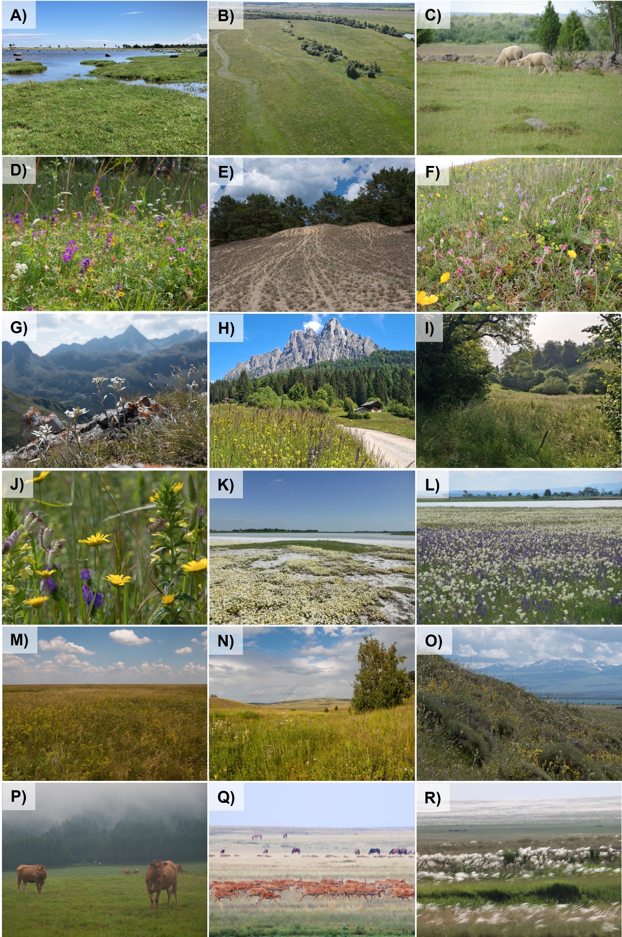 Photo panel showing the outstanding diversity of Palaearctic grasslands and their biota. A) coastal meadow B) flooded meadow, C) alvar grassland and D) wooded meadow in Estonia; E) inland sand dune in Poland; F) Nardus-grassland in Germany, G) alpine grassland with Leontopodium nivale in Switzerland; H) mountain meadow, I) shrub-encroached grassland and J) semi-ruderal grassland in Italy; K) meadow steppe, and L) salt steppe with soda pan in Austria; M) steppe vegetation in Ukraine, N) forest steppe in Siberia, Russia; O) mountain steppe in Armenia; P) Cattle pasture in Jeju Island, South Korea; Q) steppe with Saiga antelopes and R) feathergrass in bloom in Kazakhstan. Photo credits: L. Kasari-Toussiant (A), E. Kork (B), A. Helm (C, D), J. Dengler (E, G, J, M, N, O, P), N. Stanik (F), E. Granata (H, I), B. Kohler (K), G. Bieringer (L), J. Kamp (Q, R).